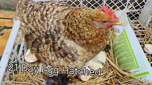 Beautiful Broody Hen Hatching 13 chicks - Hatch Chicks at Home 🐣 Egg Hatching, Hen Chick Pet Chicken Part 4 | Animals Life