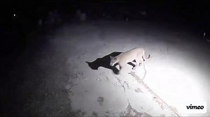 26K views · 429 reactions | Spotted overnight! This very healthy looking mountain lion was seen on residential security cameras near 69th Pl and Nelson St. Keep a close eye on your kids and small pets! Visit Colorado Parks and Wildlife for additional tips to stay safe if you encounter one of these big cats. | Arvada Police Department, Colorado | Facebook