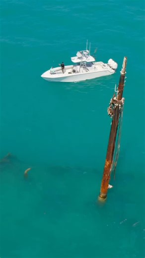 2K views · 29 reactions | The First Available Spot in the Circuit! : Fishing with Zeus in Key West! | S10:E2 Local Knowledge is Available on YouTube, Waypoint TV & Streaming apps | Local Knowledge | Facebook