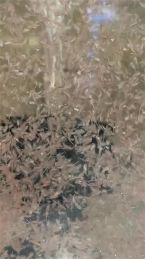 Live Brine Shrimp Available Now! | Upscale Aquatics