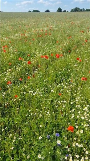 Walking through an endless summer poppy field... 🌾❤️ #shorts #nature