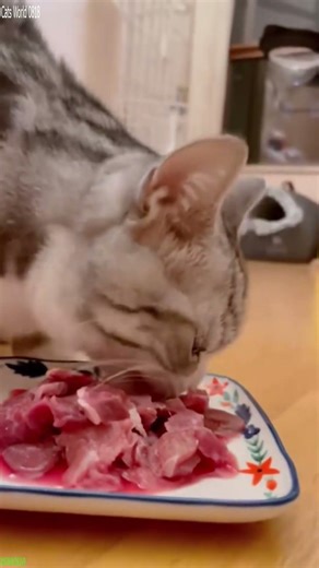 Grumpy Cat cries like a human - Cute Moments 🤣 You won't believe this!