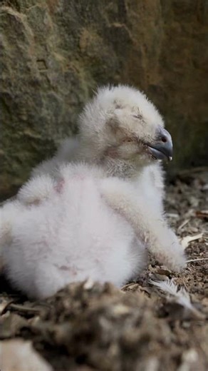 Sleeping Baby Owl | Peaceful Forest Dreamscape