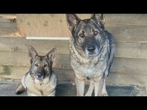 Hunter accused of killing, beating, skinning family dogs appears in court