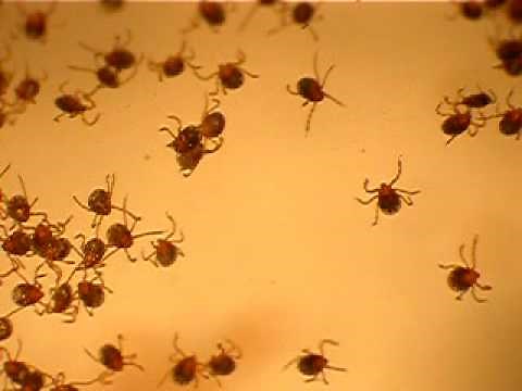 newborn tick larvae (2)