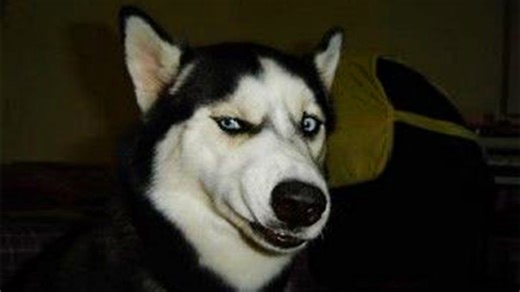 Dogs can actually talk and understand more than you think