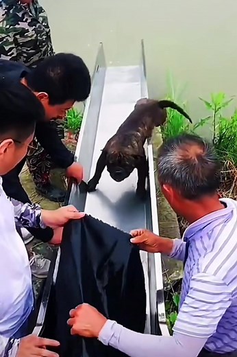 chainavideo on TikTok