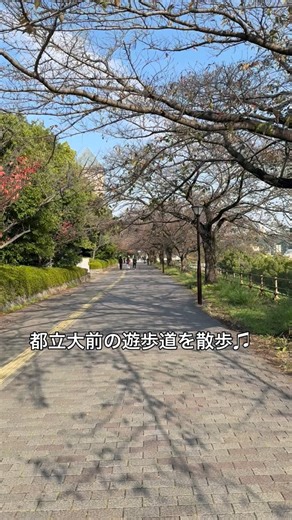 東京都立大学の南大沢キャンパス前の遊歩道は定番の散歩コースです！ 春は桜が満開になって大変人気ですが、葉が枯れる秋の桜も趣きがあります。木々の隙間から見える光の塔もオシャレです。この先の舞の橋歩道橋から南大沢駅前を見下ろす景色は壮大です！ | 南大沢通信