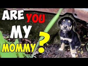 This Abandoned Puppy Thought I Was Her Mommy