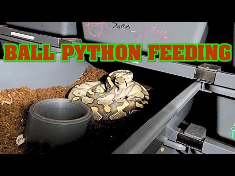 Let's FEED SOME SNAKES!!!! (yes, live feed)
