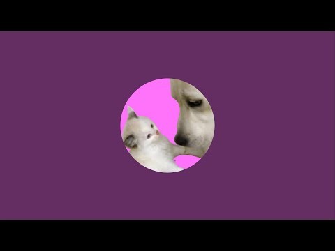 🔴LIVE：保護した子犬と生配信