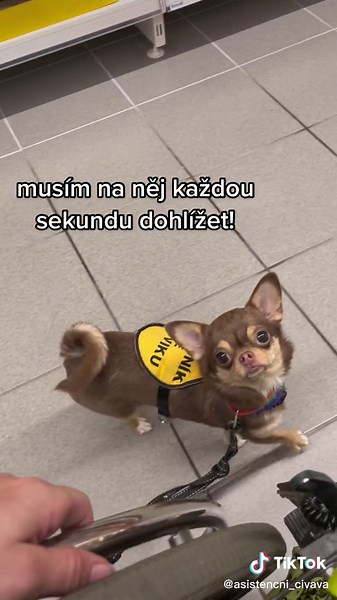 Civava: Asistenční Pes pro Duševní Zdraví