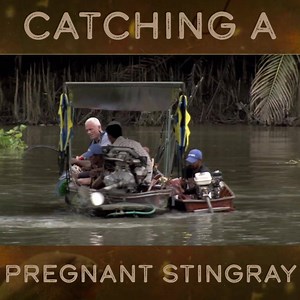 949K views · 7.8K reactions | Dragged half a mile against the tide by a giant stingray, Jeremy Wade brings an enormous fish to the surface. But once caught, his team find that the Stingray is pregnant and is about to give birth! | River Monsters Global | Facebook