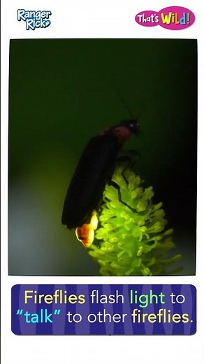Fireflies Flash Light to Talk to Each Other! 🌟 #bugfacts #animalfacts #natureforkids #firefly