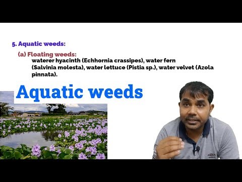 What is Aquatic weeds and Types?