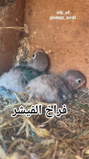 توقعوا لون الفراخ الفيشر ؟ | Guess their future color? #shorts #Inséparables #BirdBreeding #فيشر