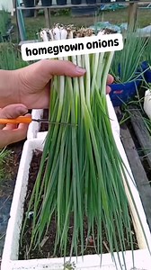 29K views · 253 reactions | easy planting homegrown onions #spring #onion #gardeningtips #plantingtips #organicfertilizer #Canaan #reelsviralシfb #highlightseveryone #foryoupageシ | Canaan All in One Fertilizer Original Direct Supplier | Facebook