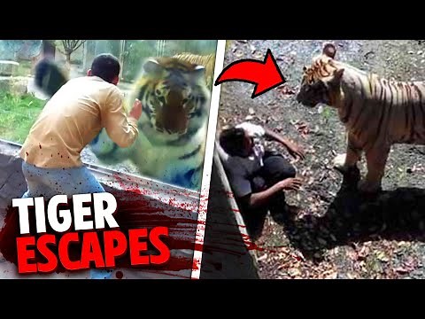 This Provoked Tiger ESCAPES Zoo Enclosure To FATALLY MAUL Guest!