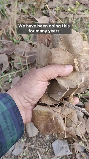 44K views · 1.2K reactions | Make compost from fallen dried leaves of Peepal tree. #leafcompost #compost #composting #gardeningtips #diygardening | Give Me Trees Trust | Facebook