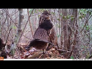 Ruffed grouse drumming