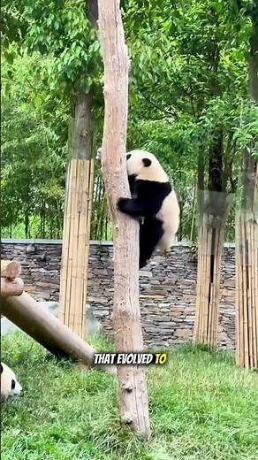 Why Pandas Eat Bamboo All Day – A Cute but Strange Survival Fact #didyouknow #animals #panda