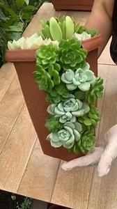 Cómo plantar varias suculentas y echeverias en la maceta cortada #exito | Plantas del mundos