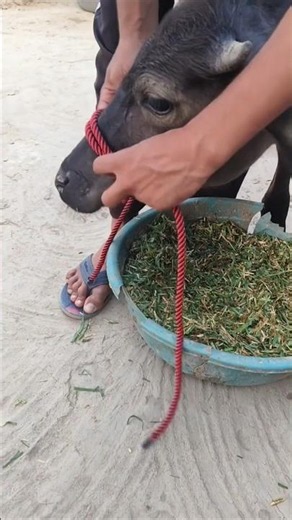 Easy trick to make strong halter for buffalo #hacks #knot #knotting #shorts