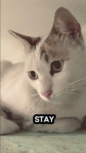 Why Do Cats Suddenly Zoom Around the House? #catfacts #cat #catshorts visuals from vecteezy.com