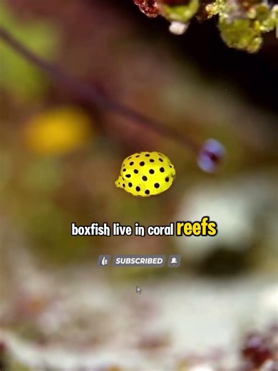 The Cutest Way to DIE? Meet the Boxfish! 🐡💀 #shorts #fishing