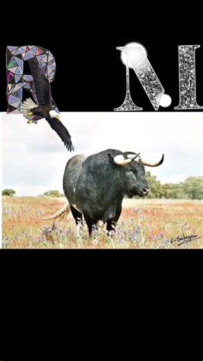 BANDA LA BERRACA 🦅 | Videos pesados