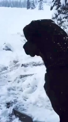 15K views · 169 reactions | 3, 2, 1… JUMP! So much snow ❄️ all the fun. • #SharingAlaska • tag us or use #sharingalaska to share your content. • #alaska #dog #snow #funnydog #winter | Sharing Alaska | Facebook