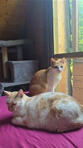 Kitties waiting for breakfast