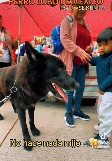 El Calupoh: El Perro Lobo Mexicano que Debes Conocer
