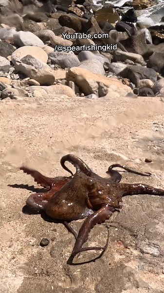 Octopus walking on land 🐙 The octopus, this incredible sea creature that can also walk on land. Watch Full video ⬇️ https://YouTube.com/@spearfishingkid #octopus #spearfishing #octopuswalkingonland #octopuswalking