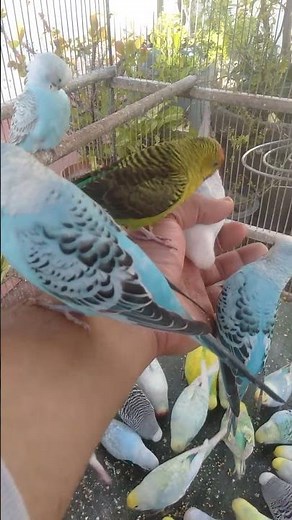 Hilarious Budgie Fails and Funny Moments #Budgies #Parrots #FunnyBudgies #CuteBirds #Parakeets #Talk