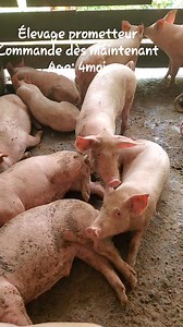 Vous recherchez des porcs de qualité supérieure pour votre élevage ? Ne cherchez plus ! Notre ferme est spécialisée dans l'élevage de races porcines de premier choix : Large White, Landrace et Topig. Pourquoi choisir nos porcs ? * **Large White **: Cette race est réputée pour sa croissance rapide, son excellente conformation de carcasse et sa prolificité. Les porcs Large White sont idéaux pour la production de viande de qualité supérieure. * **Landrace **: Les porcs Landrace sont appréciés pour 