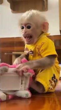 MONKEY Lalu Climbs Tree and Plays Happily?