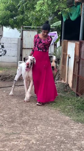 Girl vs 2 Giant Great Danes 😳 Gentle Giants