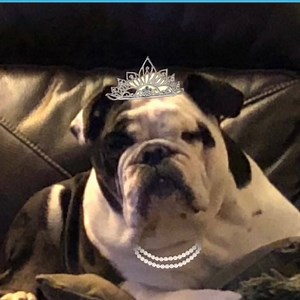 Oh How Dumb | Bulldog Charming Charlie