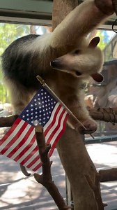 17K views · 295 reactions | In honor of Memorial Day, the Phoenix Zoo is offering FREE ZOO ADMISSION to all active duty military personnel and veterans with valid Military ID or DD214 Form. In addition, active duty military and veterans will receive $10 off General Zoo Admission for up to four guests in their party.  : Debbie, Senior Keeper - Primates | Phoenix Zoo | Facebook