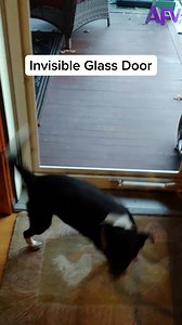 270K views · 1.9K reactions | It's there, trust me!! 藍 #afv #fail #dogs | America's Funniest Home Videos | Facebook