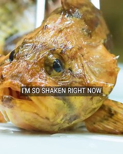 STUNG by a Fresh Water STONEFISH | Mark Vins