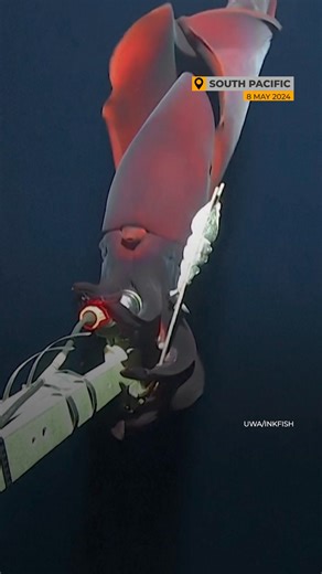477K views · 5.2K reactions | Scientists filmed a rare deep-sea squid with 'headlights' over a kilometer deep in the Pacific Ocean. This large squid can light up the tips of two of its arms 撚 | Al Jazeera English | Facebook