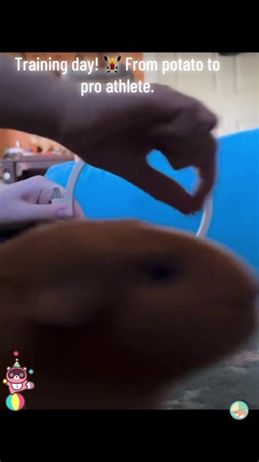 From Potato to Pro Athlete: Guinea Pig Training Tips