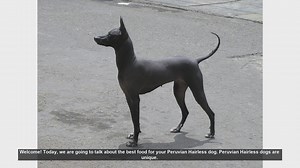 Best Food for Your Peruvian Hairless Dog: Essential Tips