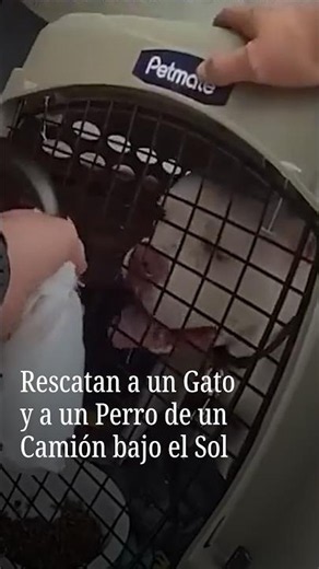 Cat and Dog Rescued from Truck in the Sun