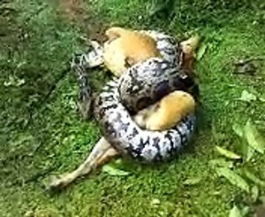 python eating cow live junglee clip - video Dailymotion