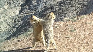 485K views · 1.1K reactions | Two bobak marmots were seen playing together in the Anxi Extreme-arid Desert National Nature Reserve in northwest China's Gansu Province. Their surprisingly synchronized movements resemble a wrestling match. #ChinaBiodiversity #PlanetMatters | CGTN | Facebook