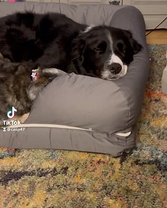 142K views · 8.3K reactions | These dog beds are honestly incredible! Im so impressed I’ve put the amazon link in our website!! #amazon #dogsofinstagram #teamcasp47 #pets #sleep #lazy | TeamCasp47 | Facebook