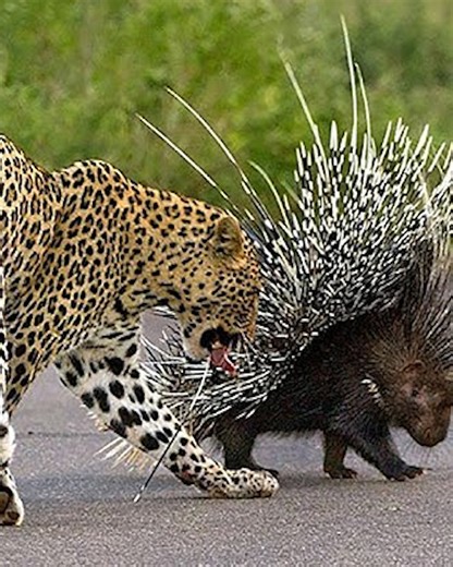 123K views · 1.3K reactions | 20 Terrifying Incidents Of Animals Attacking Their Prey Dangerously Caught On Camera vs | Eating Sounds | Facebook